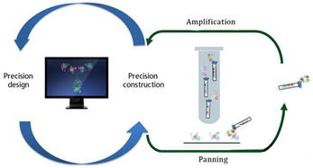 2800万美元助力抗体技术新突破，某公司完成B轮融资加速产业化进程